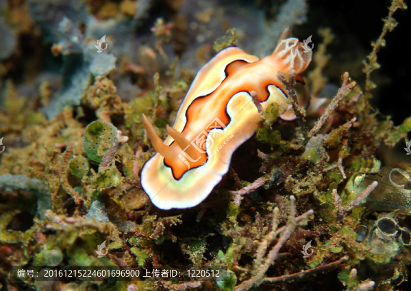 COI抯宏偉的蛞蝓（Chromodoris,Coi）；Lembeh,Strait；印度尼西亞