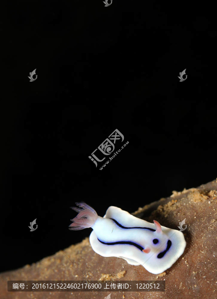 湖抯宏偉的蛞蝓（Chromodoris,Lochi）微距照片；Manado,Tua；印度尼西亞