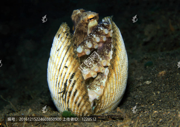 椰子章魚（條紋蛸）避難間的貝殼；Lembeh,Strait；印度尼西亞