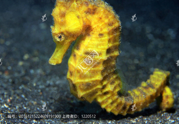 靠近一個(gè)黃色的常見的海馬（海馬taeniopterus）；Lembeh,Strait；印度尼西亞