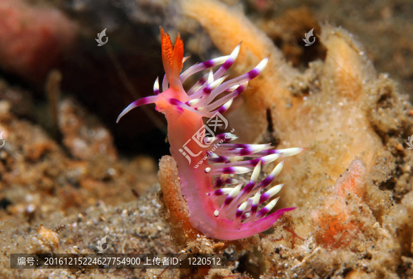 flabellina,exoptata微距照片；Lembeh,Strait；印度尼西亞