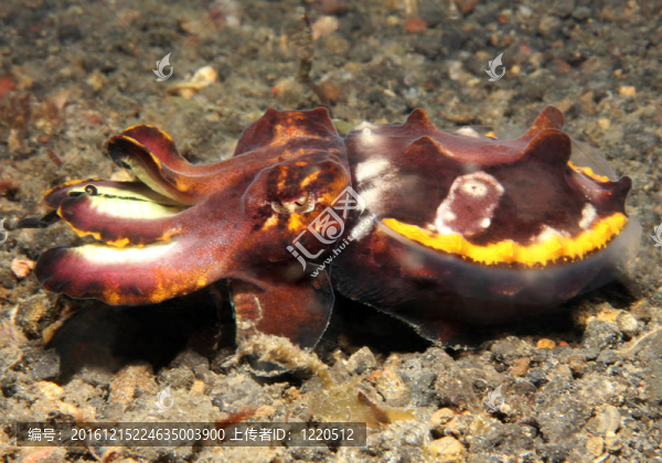 火焰墨魚（Metasepia,Pfefferi）；Lembeh,Strait；印度尼西亞