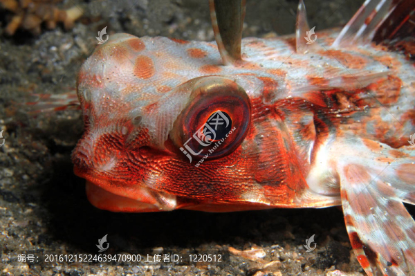 靠近一個(gè)飛魴魚(yú)（dactyloptena,orientalis）；Lembeh,Strait；印度尼