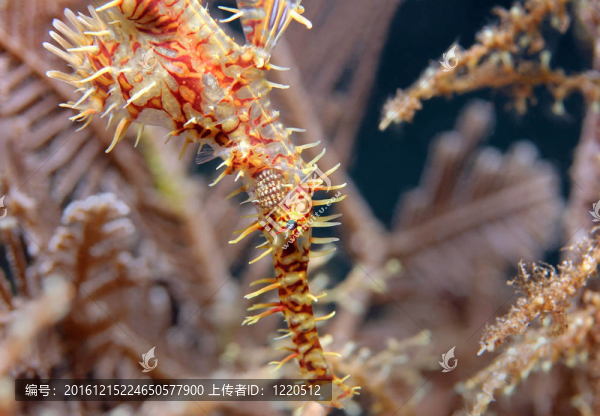 靠近一個丑角鬼龍（solenostomus賓）；Lembeh,Strait；印度尼西亞