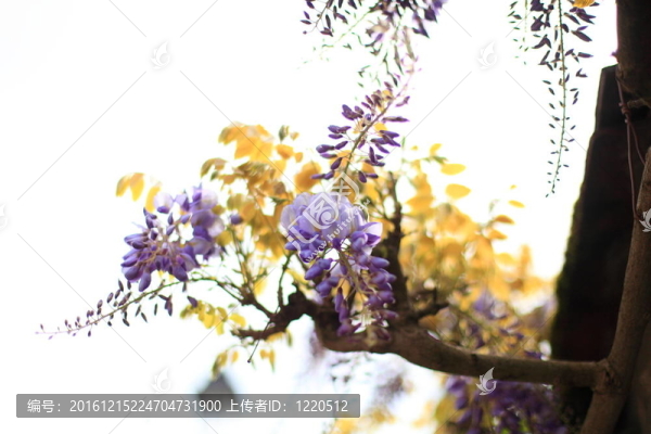 紫藤花；紫色和藍(lán)色與天