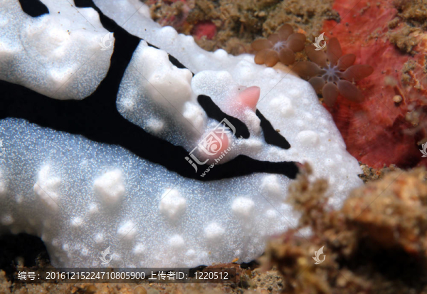 關(guān)閉的Shireen,s,Phyllidiopsis（Phyllidiopsis,Shireenae