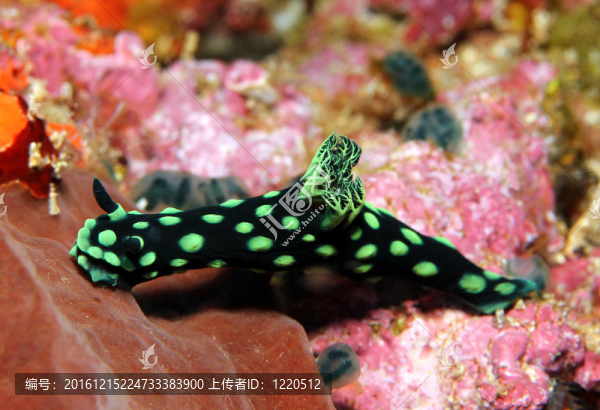 Cristate,Neon,Slug（Nembrotha,Cristata）；Lembeh,Stra