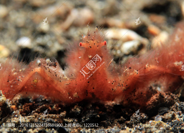 Orangutan,Crab（Achaeus,Japonicus）；Lembeh,Strait；印度