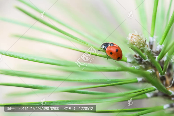 在綠色的草地上的瓢蟲