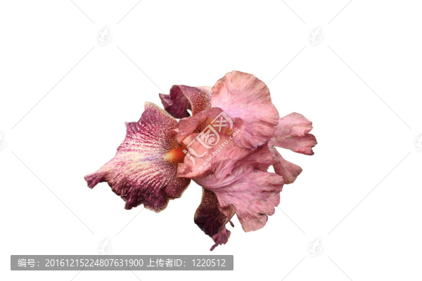 白色背景上的鳶尾花粉色和紫色