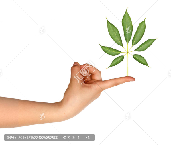 樹上的手指