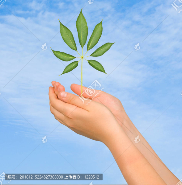 樹苗在手