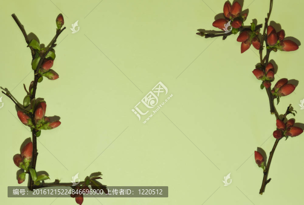 綠色的花
