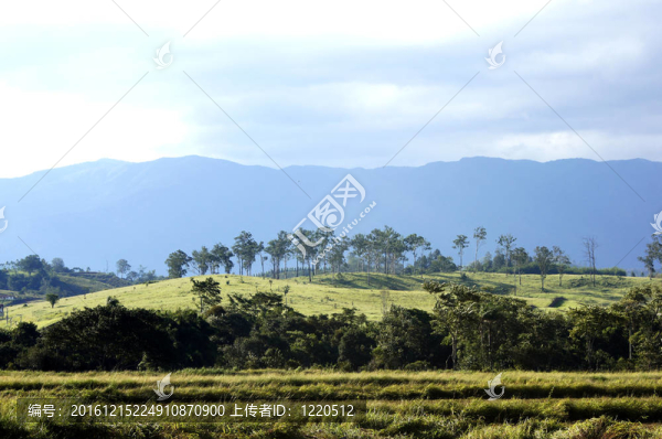 山