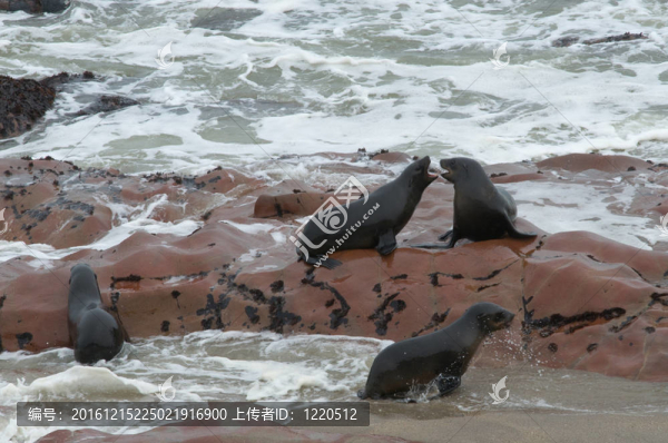海獅