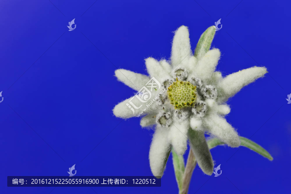 雪絨花