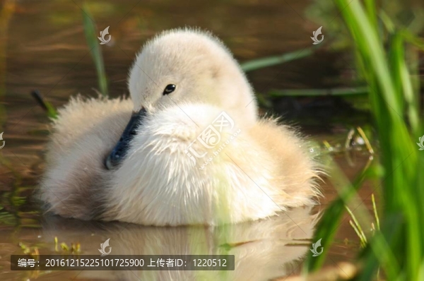 小天鵝