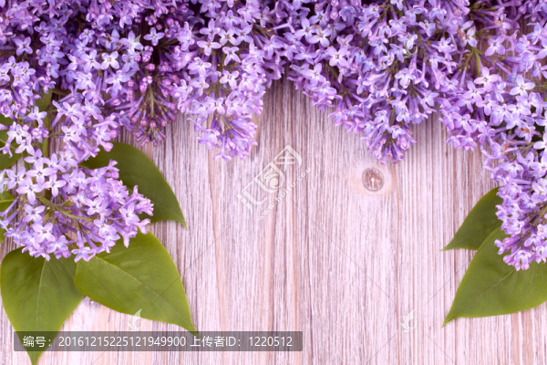 美麗的丁香花