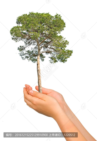 棕櫚樹作為自然保護(hù)的象征