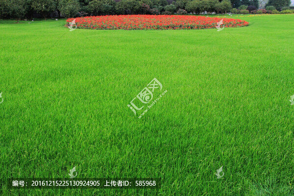 草坪