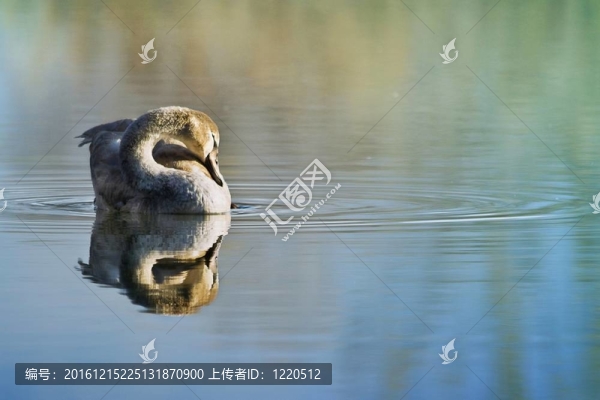 美麗的天鵝
