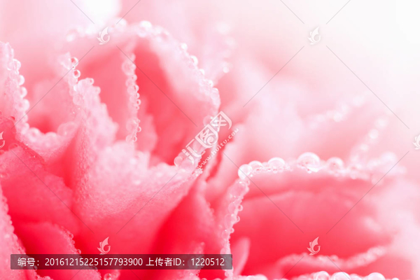 粉紅色的康乃馨花與水滴的宏