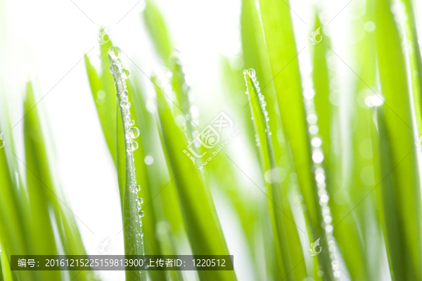 濕草