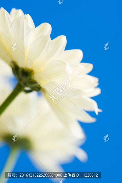 天空中的白色雛菊