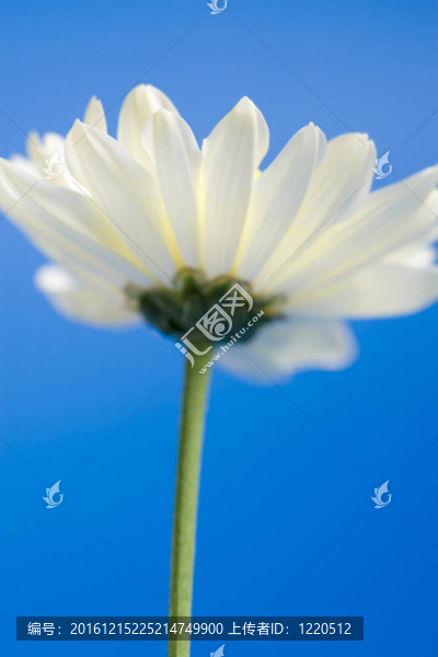天空中的白色雛菊
