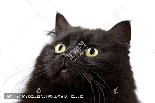 可愛小貓的臉