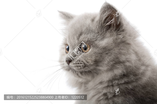 興奮的英國小貓