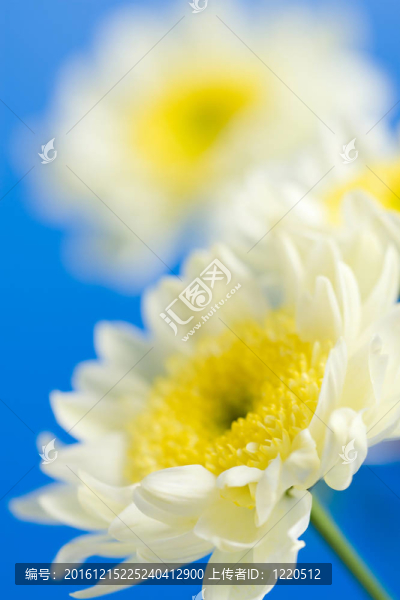 天空中的雛菊