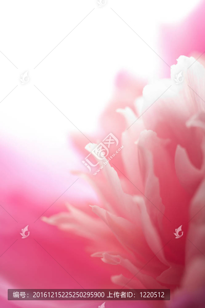 摘要粉紅牡丹花