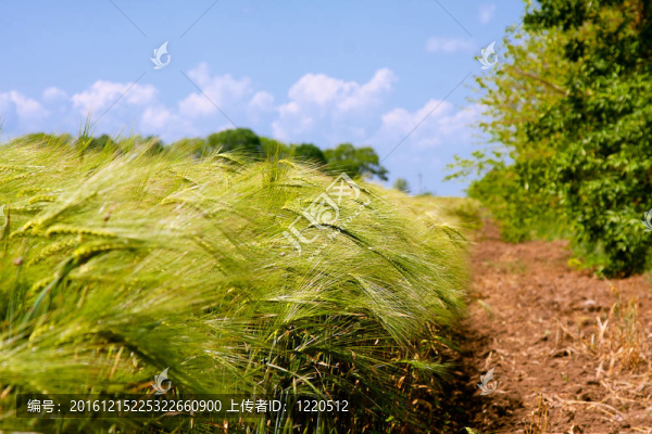 綠色麥田和多云的天空