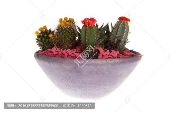 notocactus