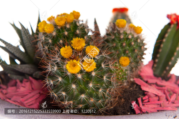 notocactus