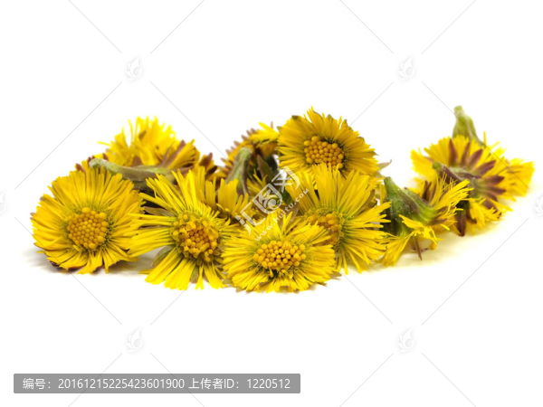 小馬的腳ortussilago冬花