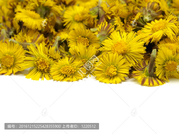 小馬的腳ortussilago冬花