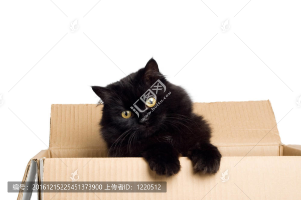 盒子里的黑貓