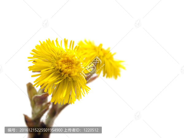 小馬的腳或Tussilago,farfara