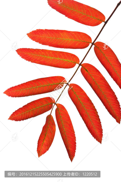 秋天的紅色花楸葉片中分離
