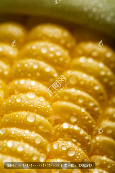 鮮食玉米玉米宏
