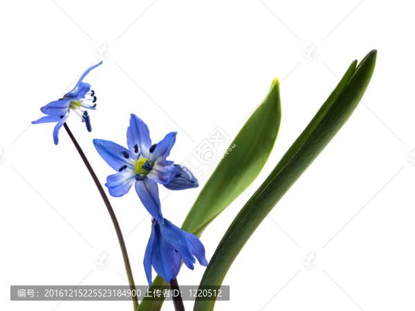 西伯利亞海蔥、Scilla,siberica