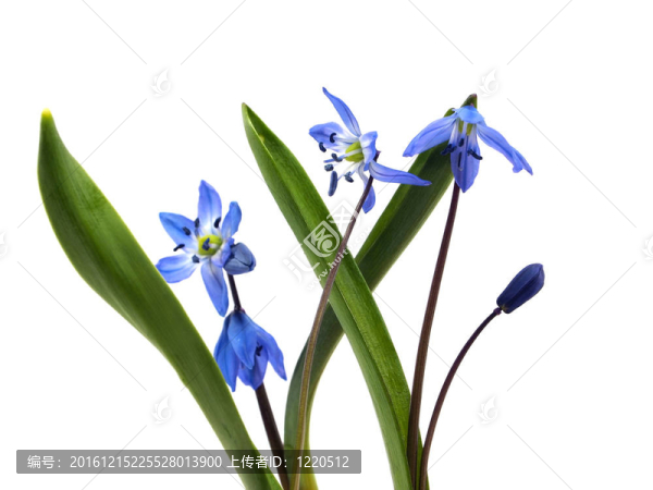 西伯利亞海蔥、Scilla,siberica