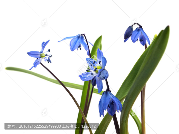 西伯利亞海蔥、Scilla,siberica