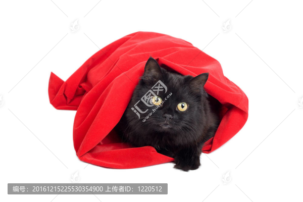 可愛的黑貓?jiān)谝粋€紅色的袋子孤立