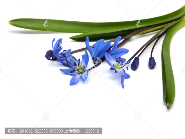 西伯利亞海蔥、Scilla,siberica