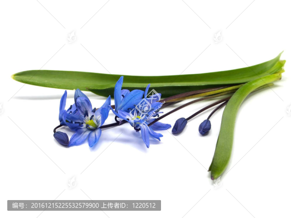 西伯利亞海蔥、Scilla,siberica
