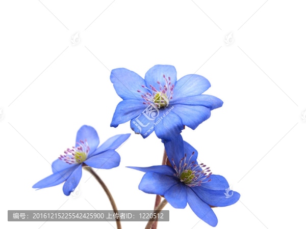 獐耳細(xì)辛花