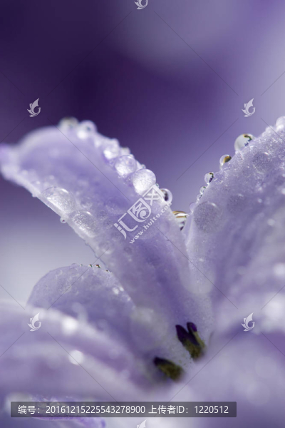 風(fēng)信子花瓣和水珠
